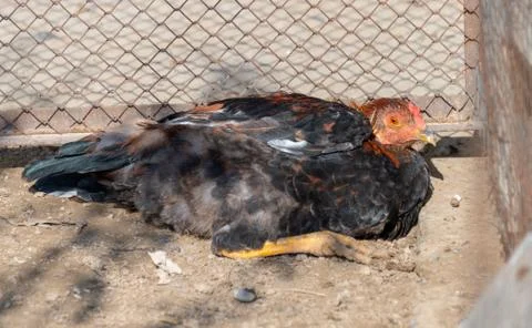 Chickens in the yard Stock Photos