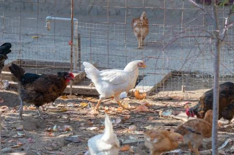 Chickens in the yard Stock Photos