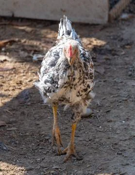 Chickens in the yard Stock Photos