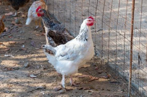 Chickens in the yard Stock Photos