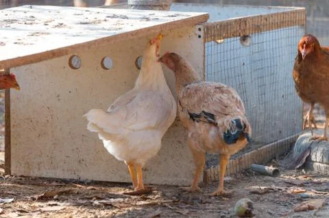 Chickens in the yard Stock Photos