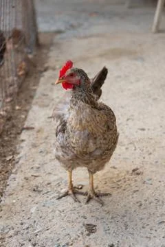 Chickens in the yard Stock Photos