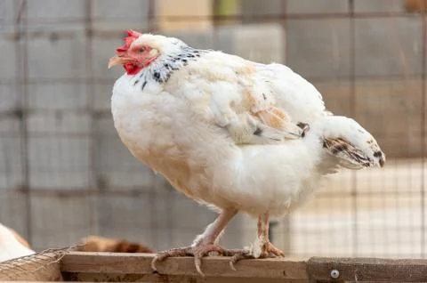 Chickens in the yard Stock Photos