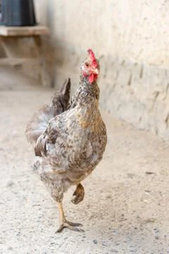 Chickens in the yard Foto stock