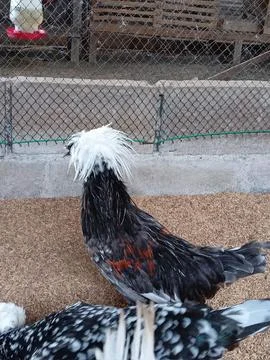 Chicken.show Stock Photos