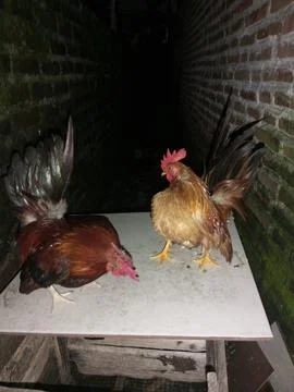 ChickenShow Stock Photos