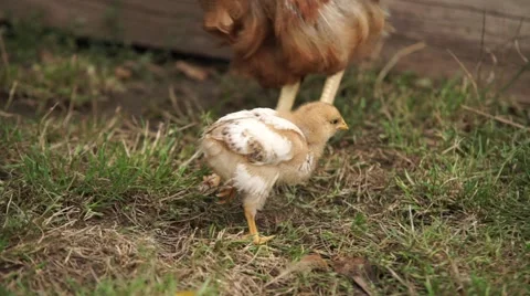 Chicklet in the green Stock Footage 53809168