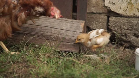 Chicklet in the green Stock Footage 53809197