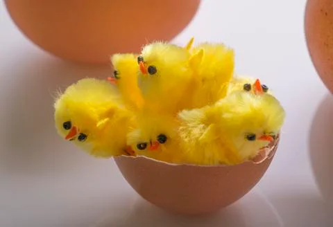 Chicklings in the shell Stock Photos