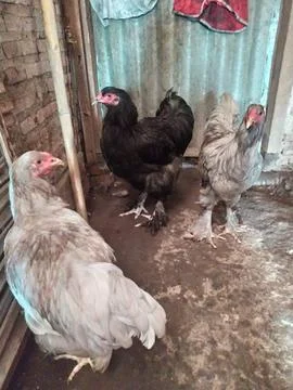 Chick.mother Stock Photos
