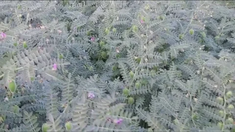 Chickpea crop field Stock Footage 75049723