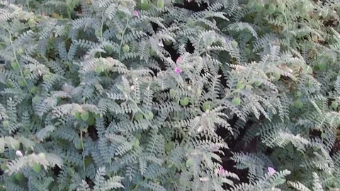Chickpea crop field Stock Footage 75049725