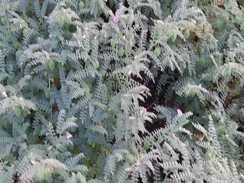 Chickpea crop field Stock Footage 75049779