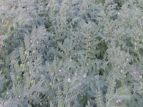 Chickpea crop field Stock Footage 75049829