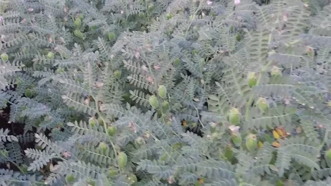 Chickpea crop field Stock Footage 75049845