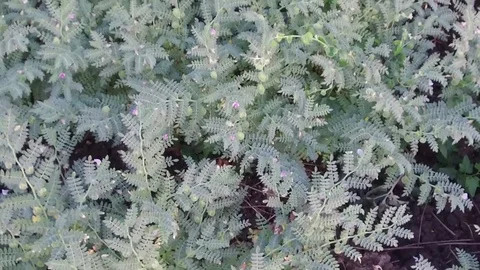 Chickpea crop field Stock Footage 75049949