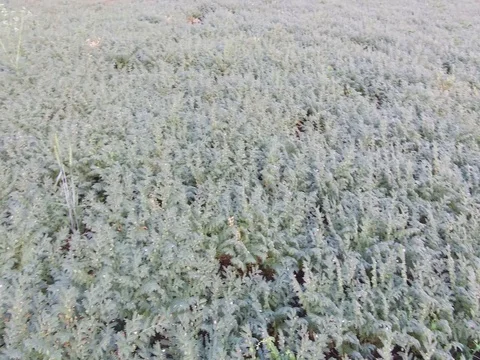 Chickpea crop field Stock Footage 75050035