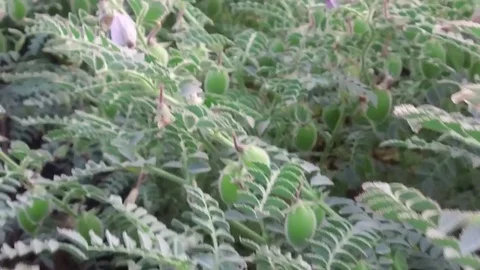 Chickpea crop field Stock Footage 75050047
