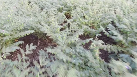 Chickpea crop field Stock Footage 75050080