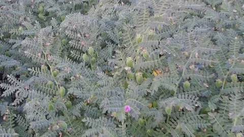 Chickpea crop field Stock Footage 75050163