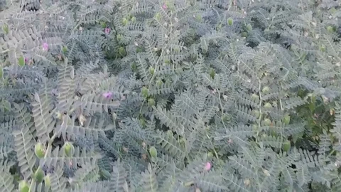Chickpea crop field Stock Footage 75050385