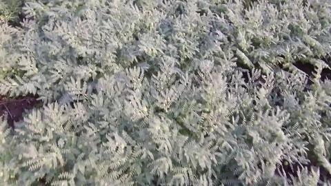 Chickpea crop field Stock Footage 75051449