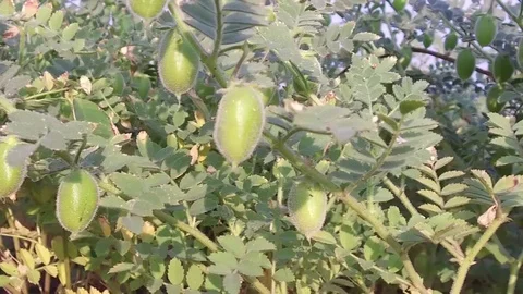 Chickpea crop field Stock Footage 75051996