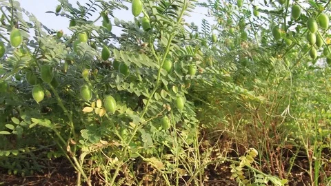 Chickpea crop field Stock Footage 75052040