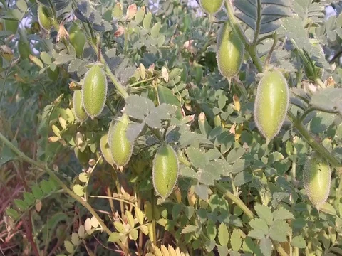 Chickpea crop field Stock Footage 75052062