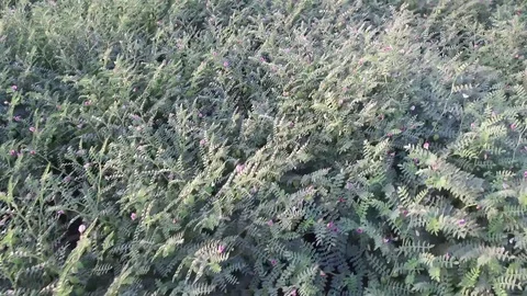 Chickpea crop field Stock Footage 75052439