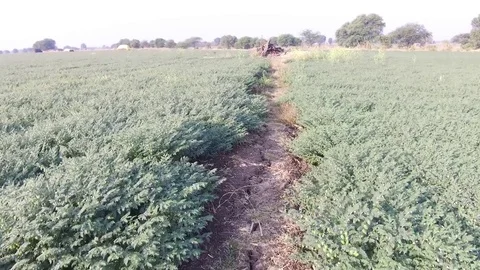 Chickpea crop field Stock Footage 75053269