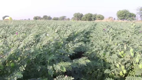 Chickpea crop field Stock Footage 75053311