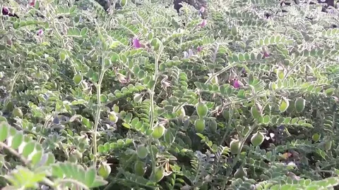 Chickpea crop field Stock Footage 75053398