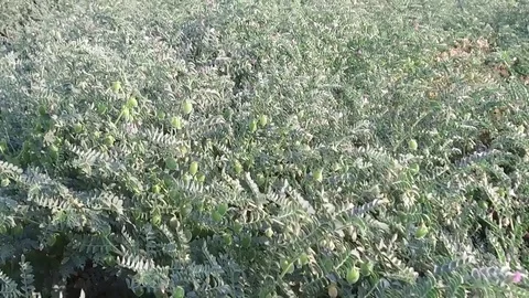 Chickpea crop field Stock Footage 75053408