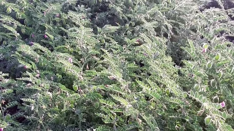 Chickpea crop field Stock Footage 75053497