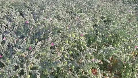 Chickpea crop field Stock Footage 75053599
