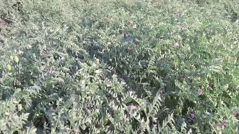 Chickpea crop field Stock Footage 75053648