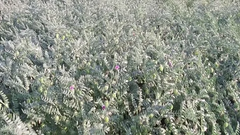 Chickpea crop field Stock Footage 75053662