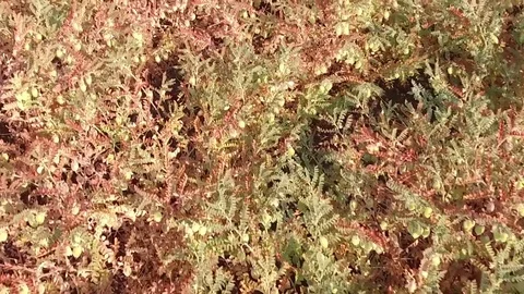 Chickpea crop field Stock Footage 75053771