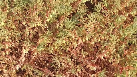 Chickpea crop field Stock Footage 75053803