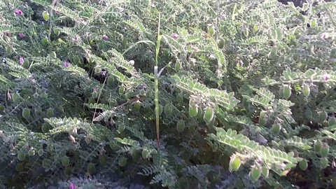 Chickpea crop field Stock Footage 75053831