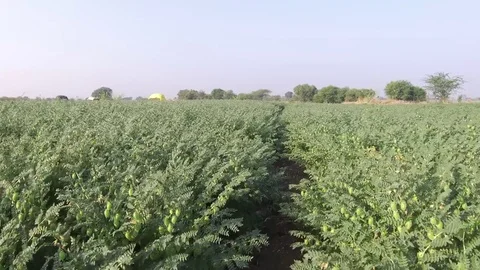 Chickpea crop field Stock Footage 75054081
