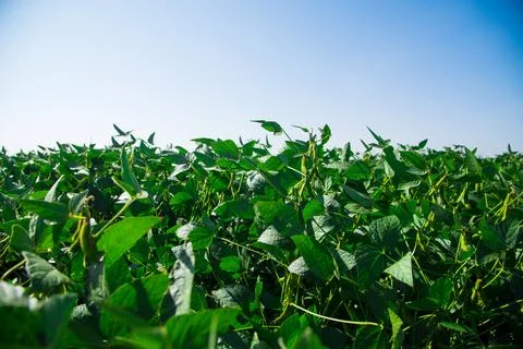 Chickpea crop field Stock Photos