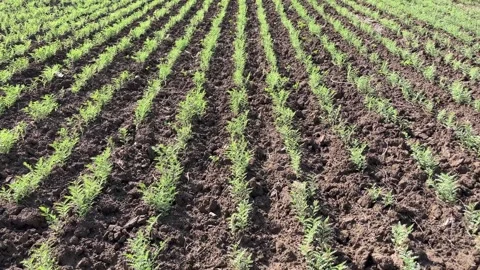 Chickpea Crop Growing in a Straight Row Across the Field Stock Footage 320930780