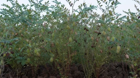 Chickpea field Video stock 332611801
