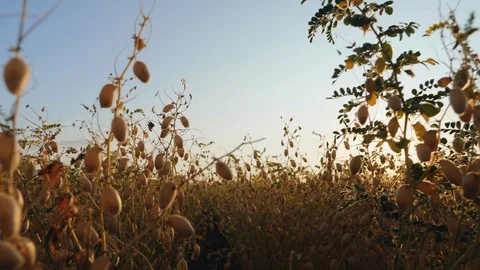 Chickpea field ready for harvest Stock Footage 114182467