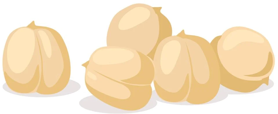 Chickpea isolated on white background Stock Illustration