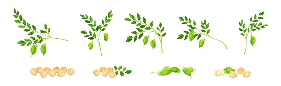 Chickpea as annual legume plant with green stems Vector Image
