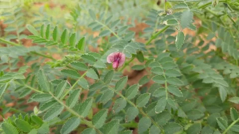 Chickpea plant flower. Stock Footage 227296175