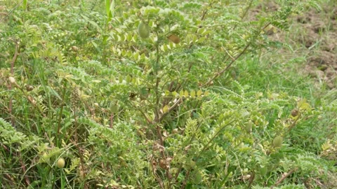 Chickpea Plant 스톡 동영상 333963632